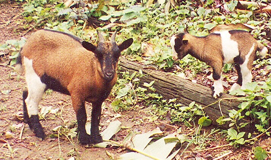 goats_Franklin.jpg